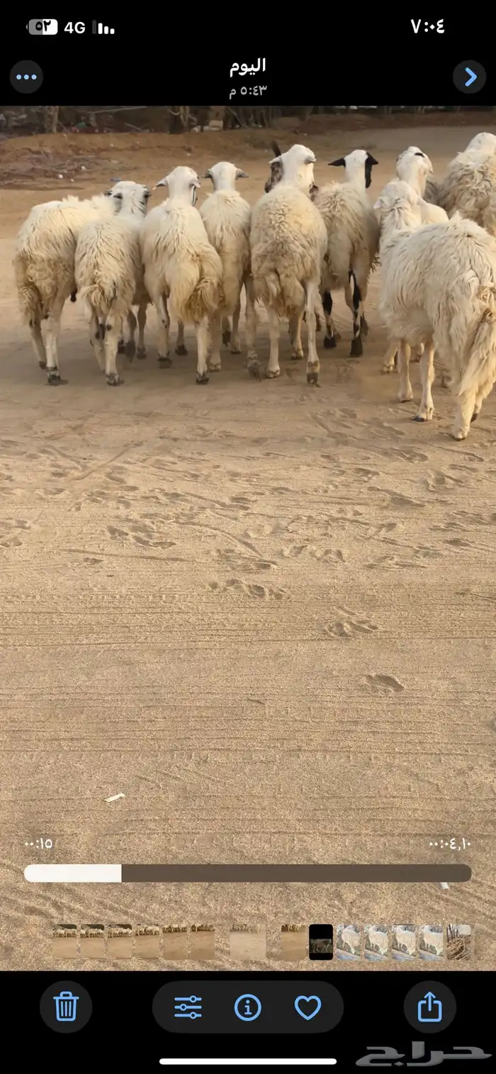 فران تضحي مخاصي تربية مزرعة 4