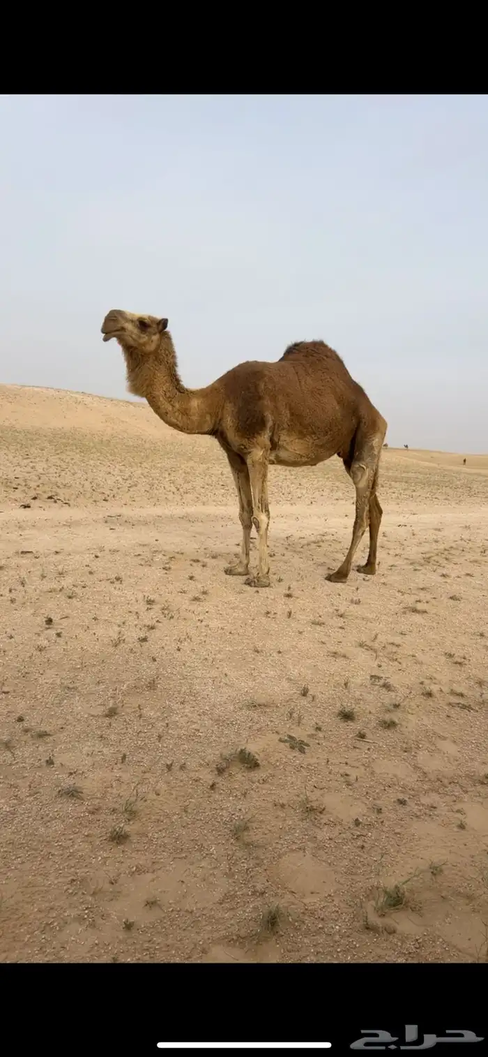 شعلا حايل 0