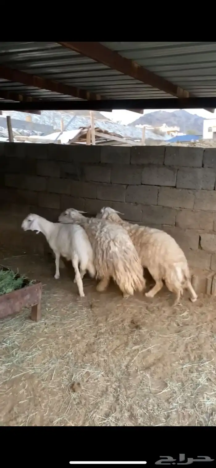 ضان حريه 0