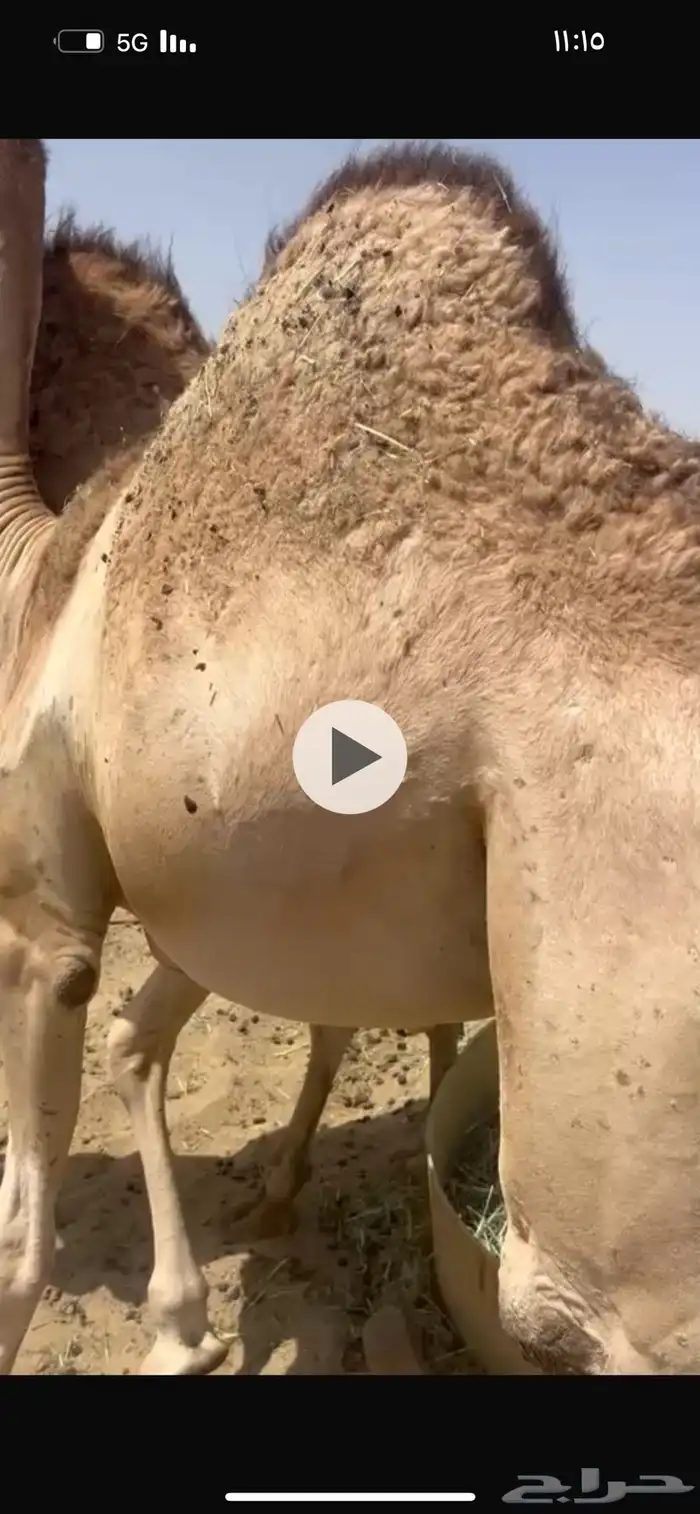 قعدان مبادئ وزوجات أتواصل 0