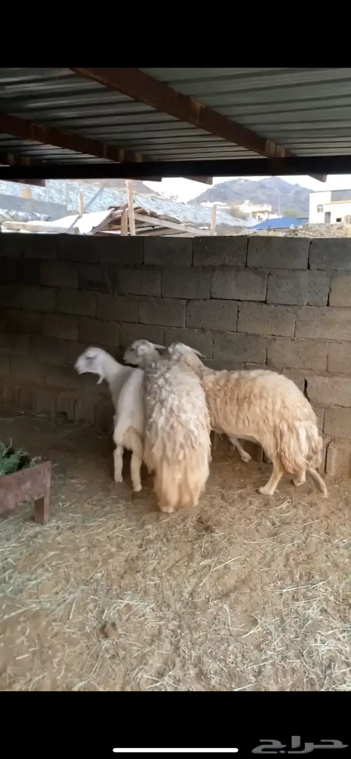 ضان حريه 1