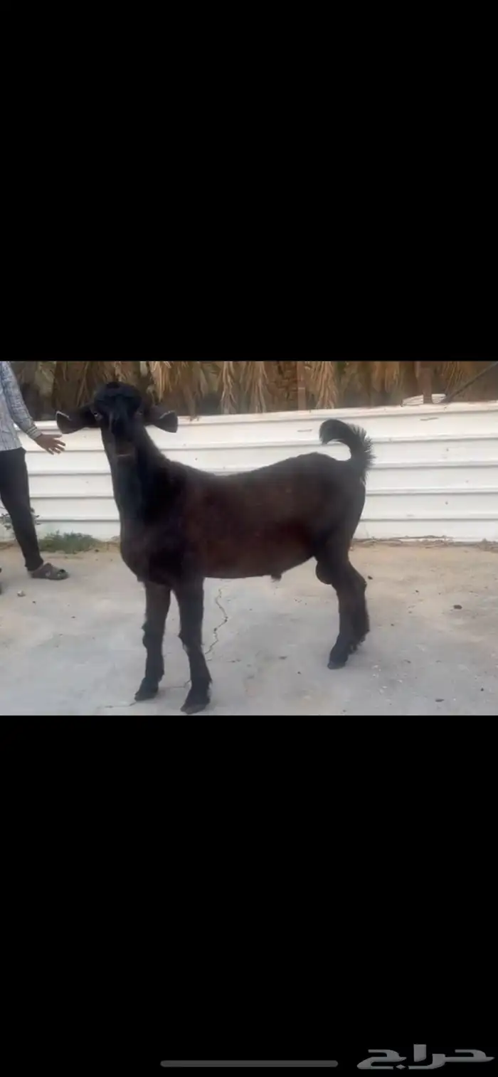 فحل شامي 1
