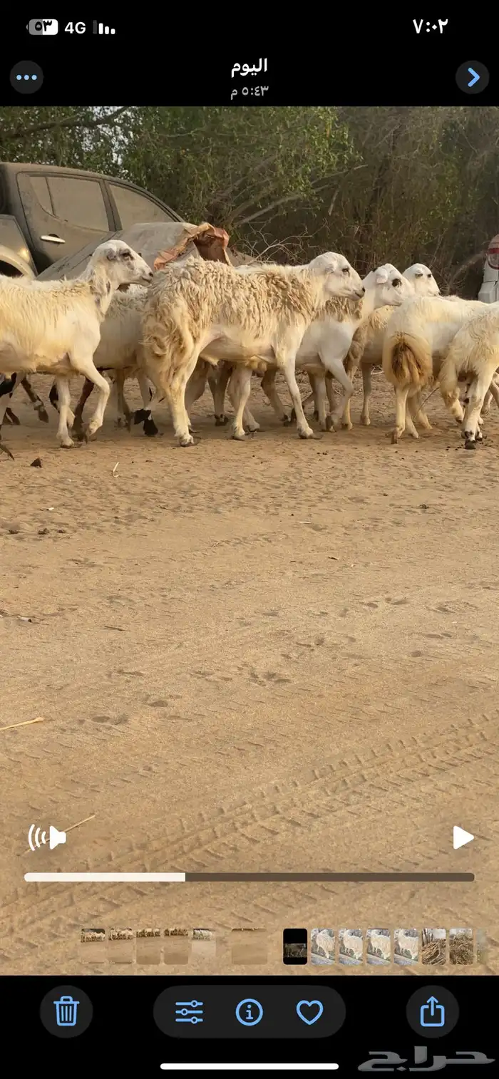 فران تضحي مخاصي تربية مزرعة 0