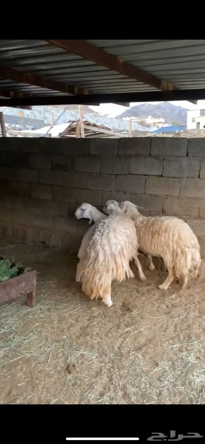 ضان حريه 2