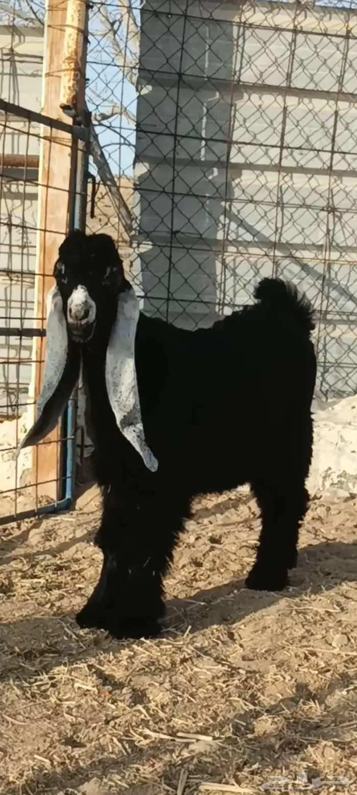تم البيع ولله يبارك للجميع 2