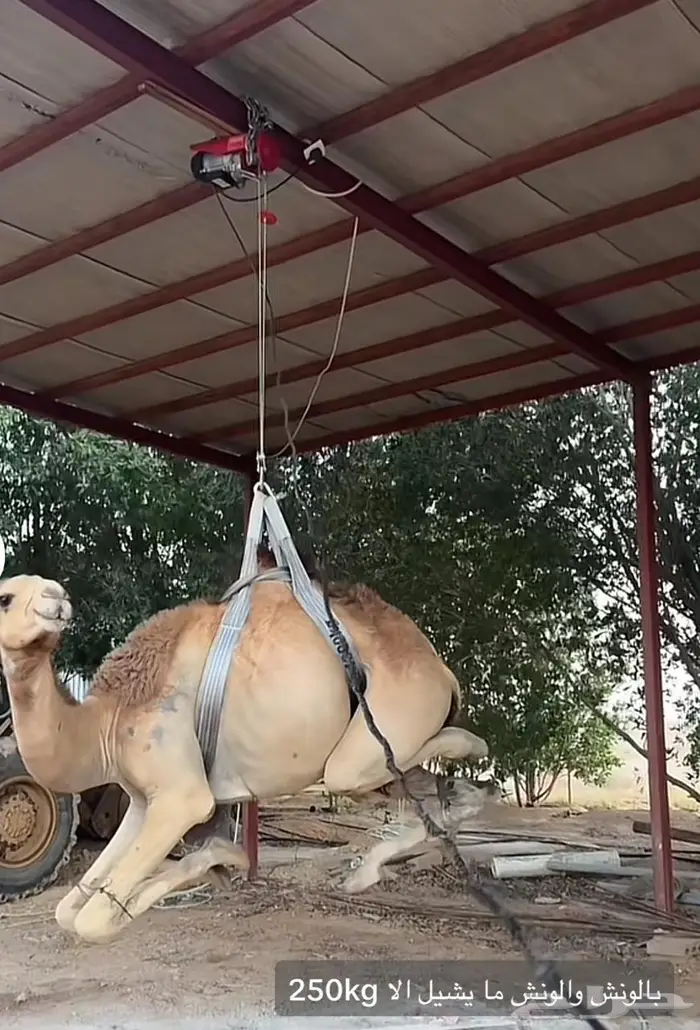 منشار للحم ومنشار حطب ترددي بالبطاريه 4