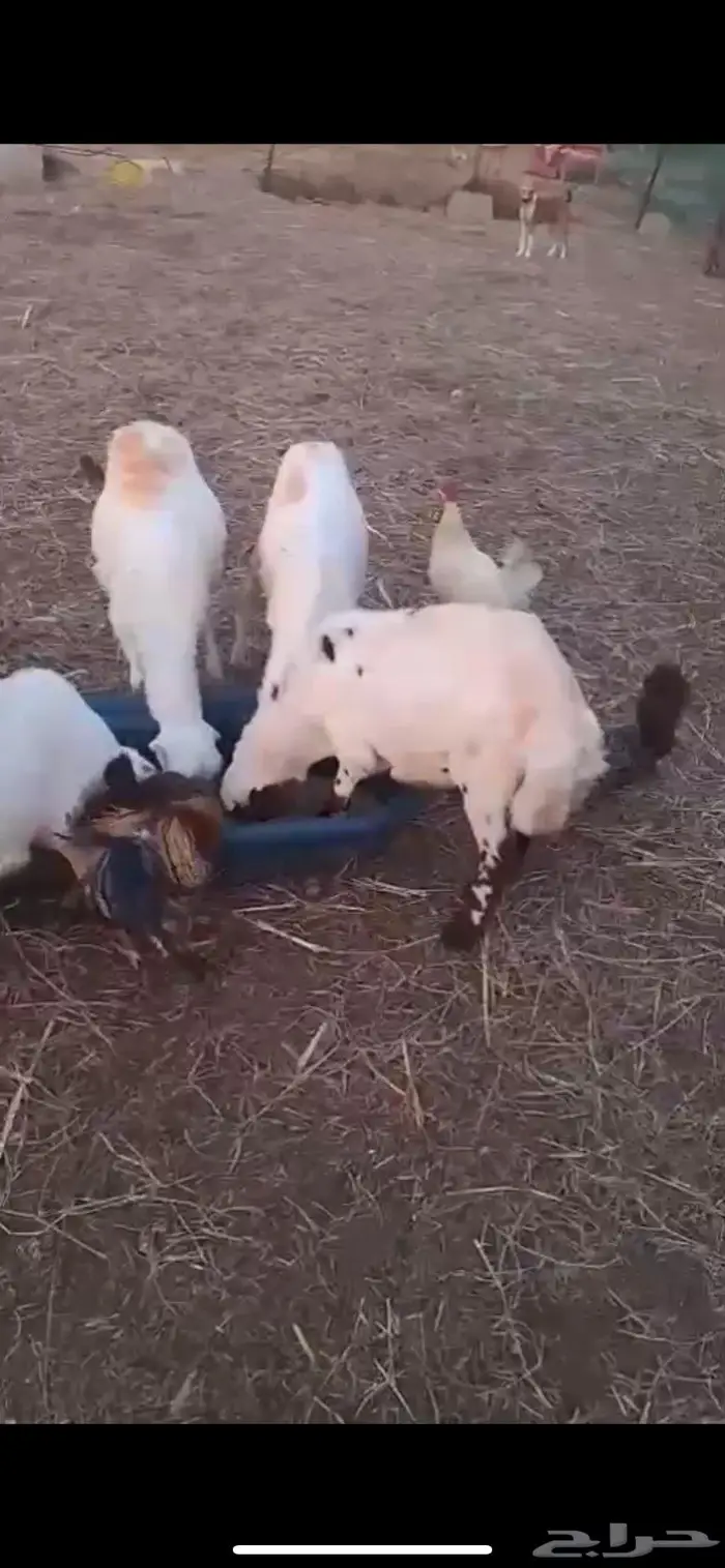 كباشة بلدي( تم البيع 0