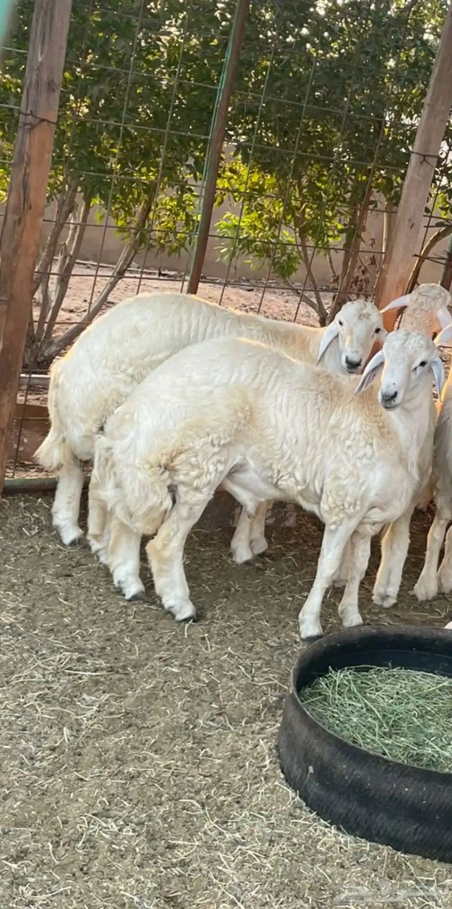 خرفان جبره اضاحي ومناسبات من الطائف فى مزرعتنا شمال جده 0