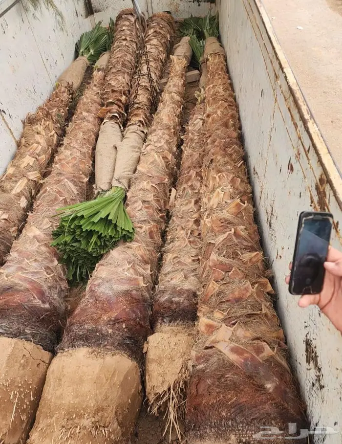 نخل واشنطن زينة 1