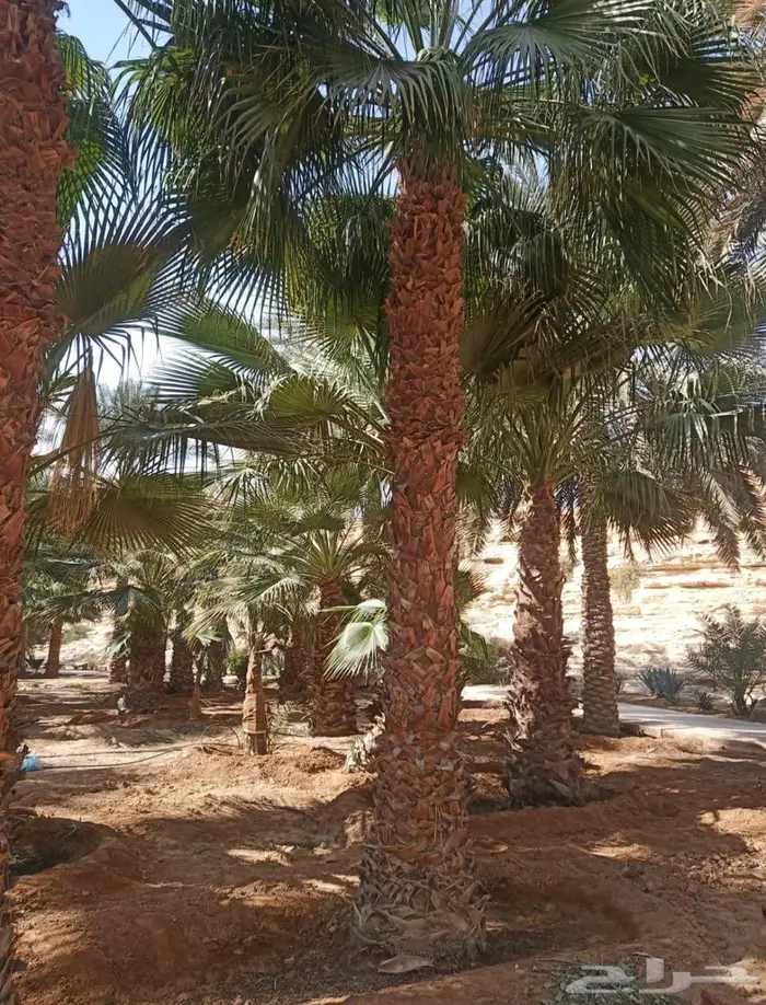 نخل واشنطن زينة 8