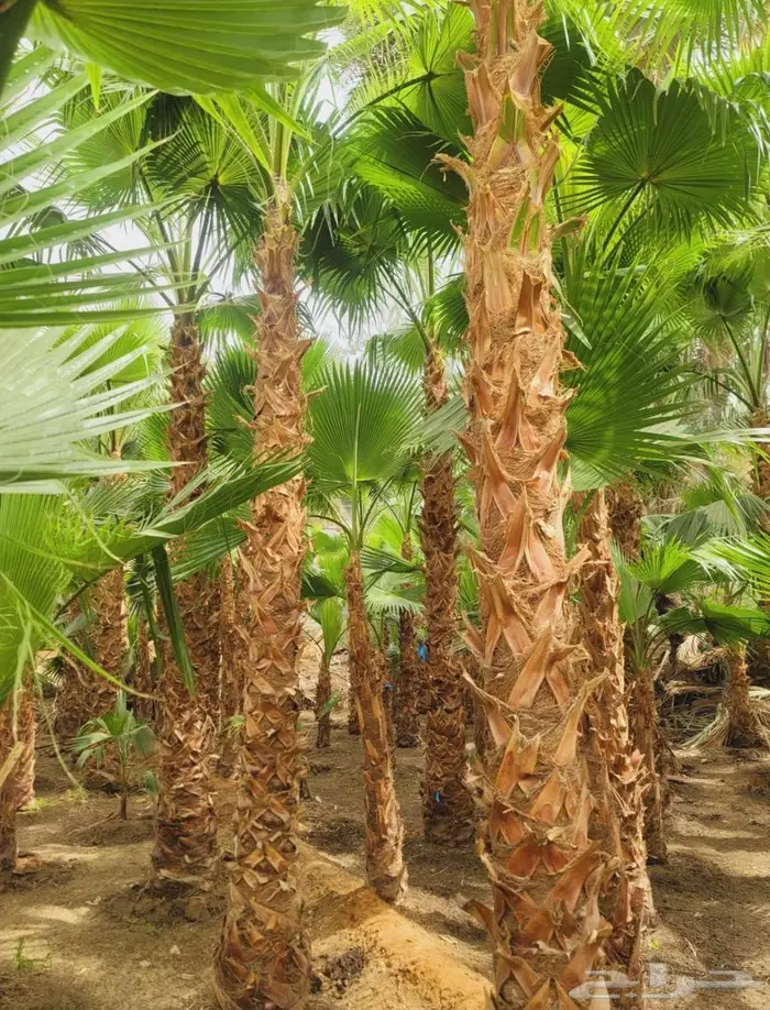 نخل واشنطن زينة 6