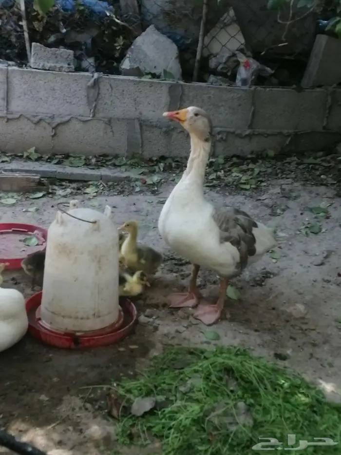 وز مفتل سيباستبول 27