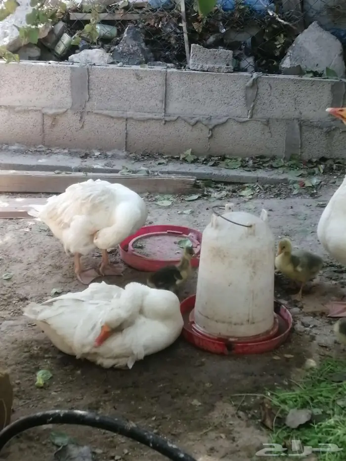وز مفتل سيباستبول 38
