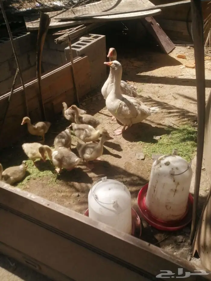 وز مفتل سيباستبول 42