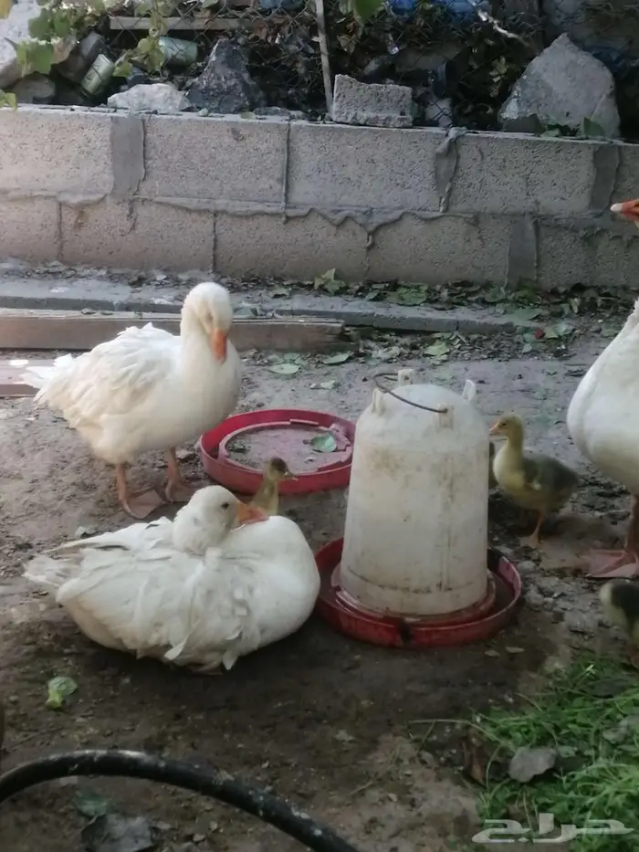 وز مفتل سيباستبول 33