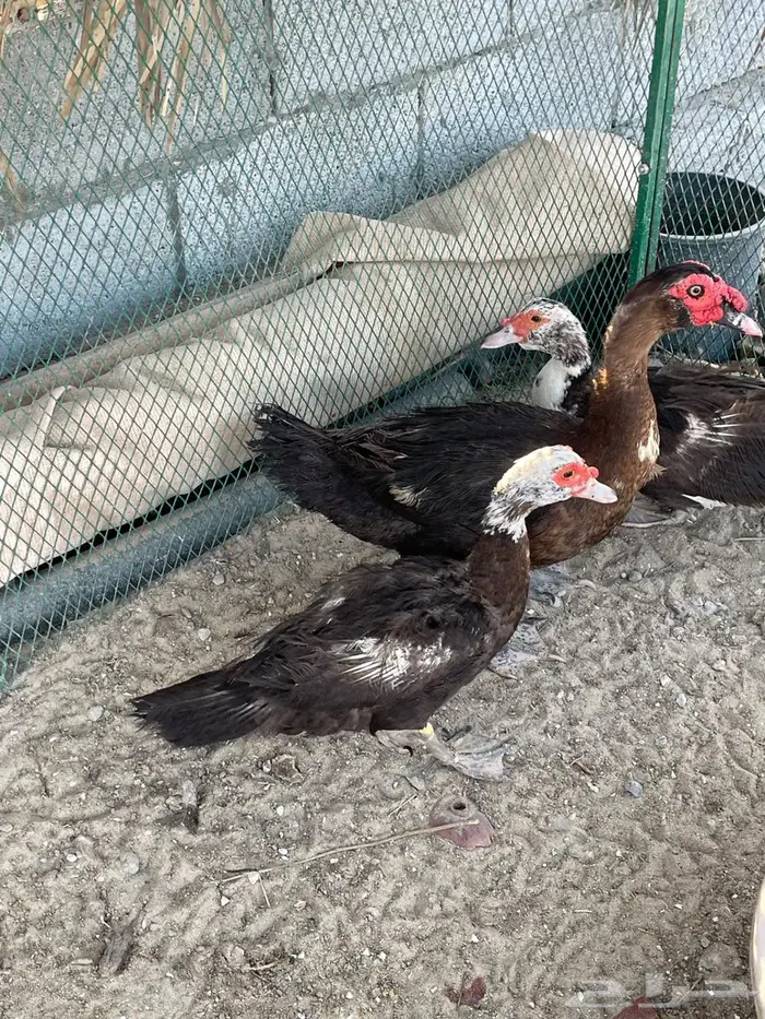 بط مصري تم البيع 3