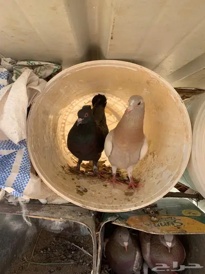 حمام للبيع جنب الذيبية العدد 8 1