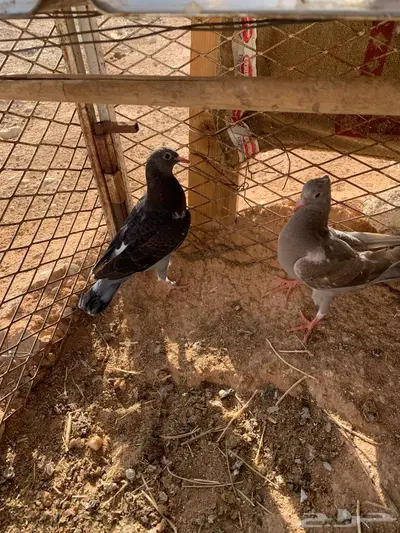 حمام للبيع جنب الذيبية العدد 8 3