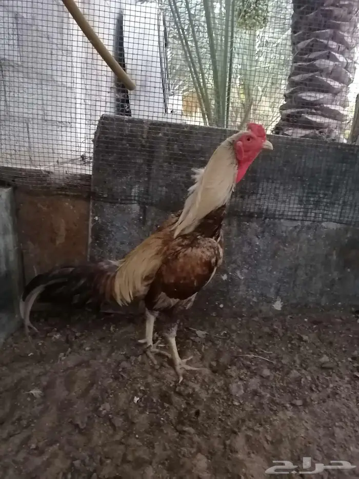 ديك هندي 0