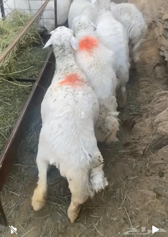 طليان حري جبرة ذبائح و أضاحي (تم البيع) 1