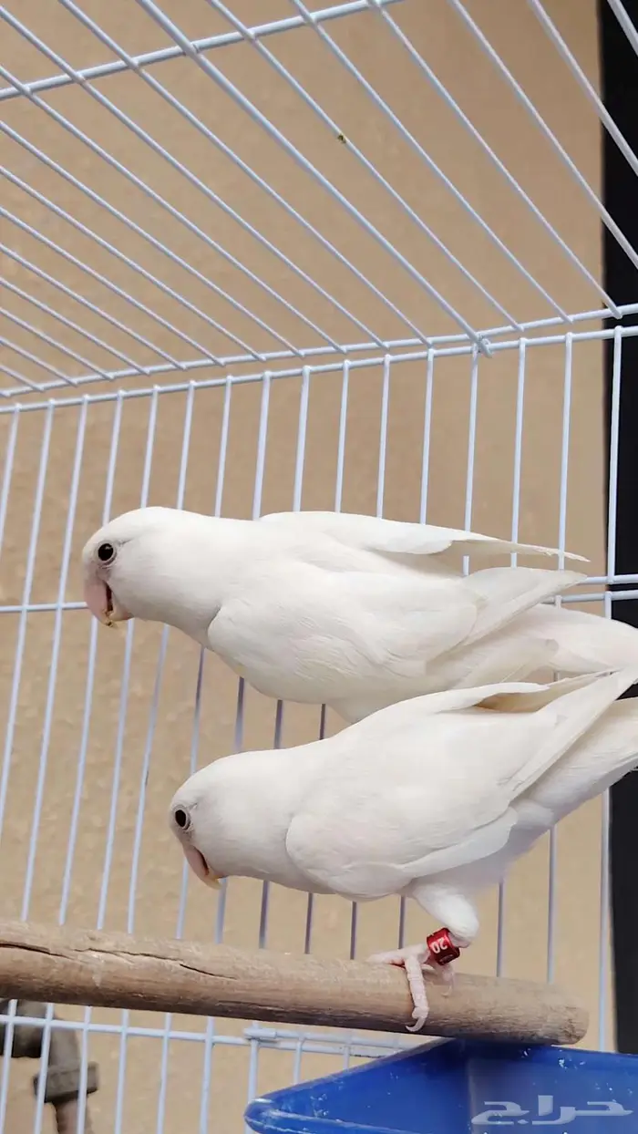 زوج روز البينو 7