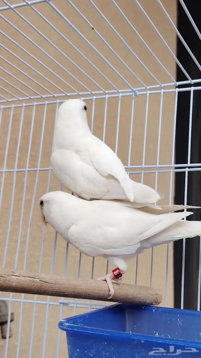 زوج روز البينو 8