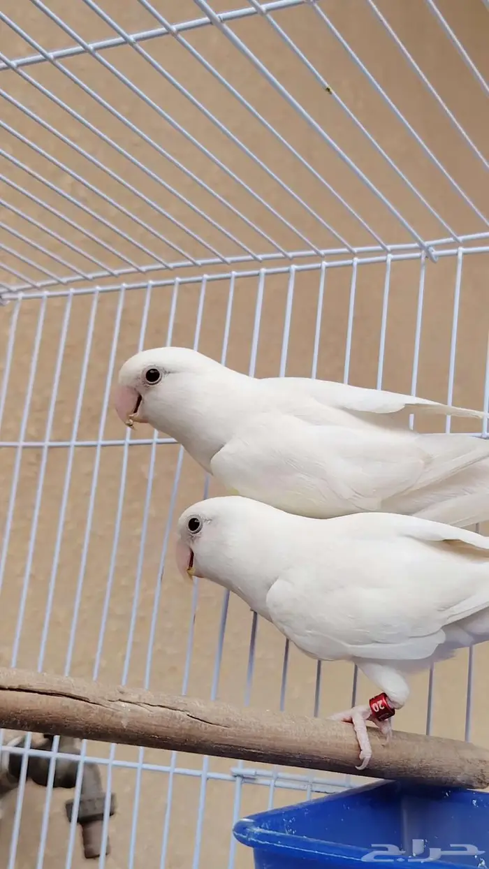 زوج روز البينو 6
