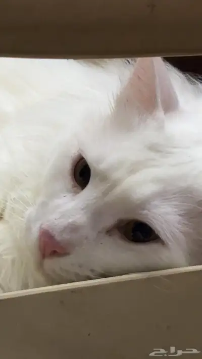 الرياض 0
