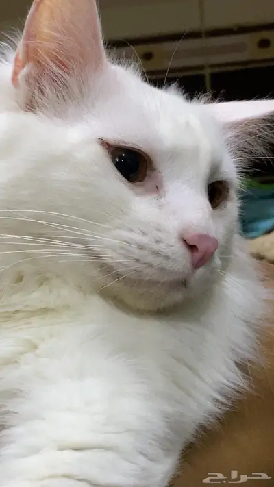 الرياض 1