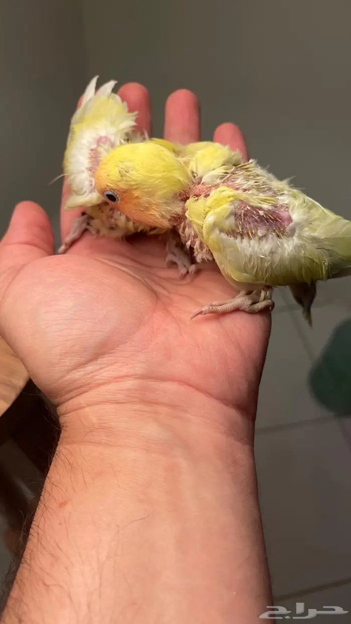 فرخين روز( تم البيع ) 3