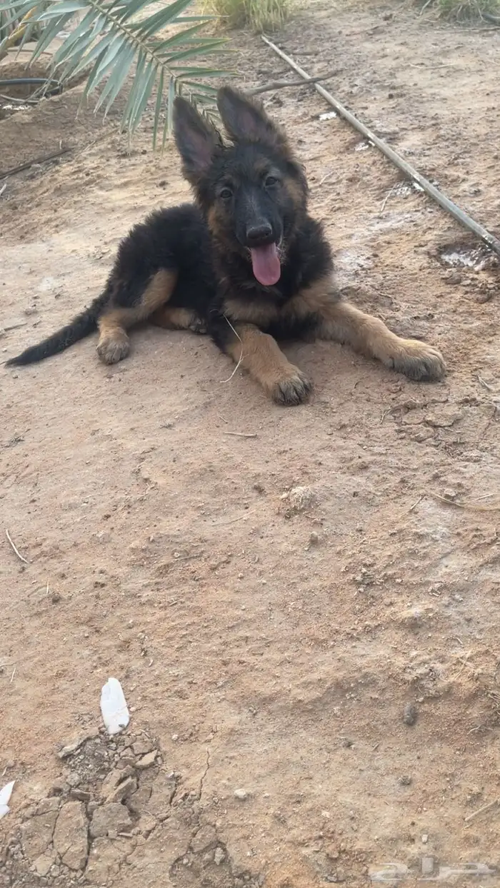 كلب جيرمن شيبرد انثى تم البيع خارج الموقع 0