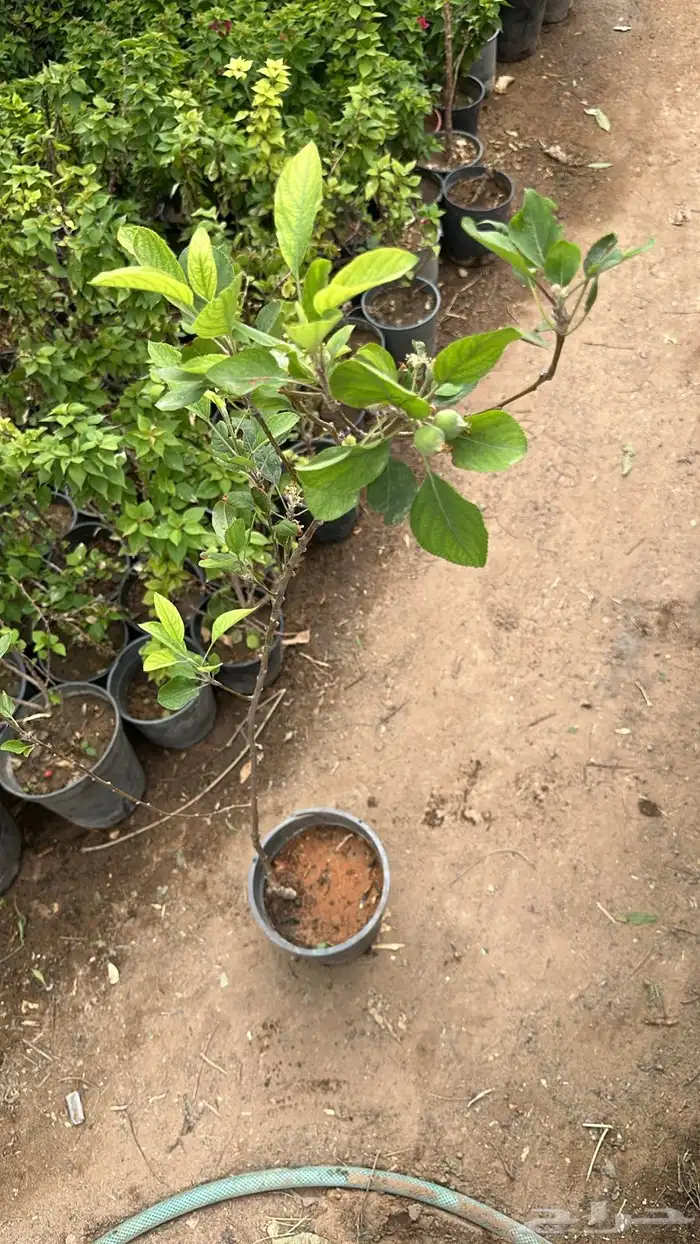 تنسيق حدائق زراعة شتلات شتلات زينه أشجار زينة .أشجار ظل 35