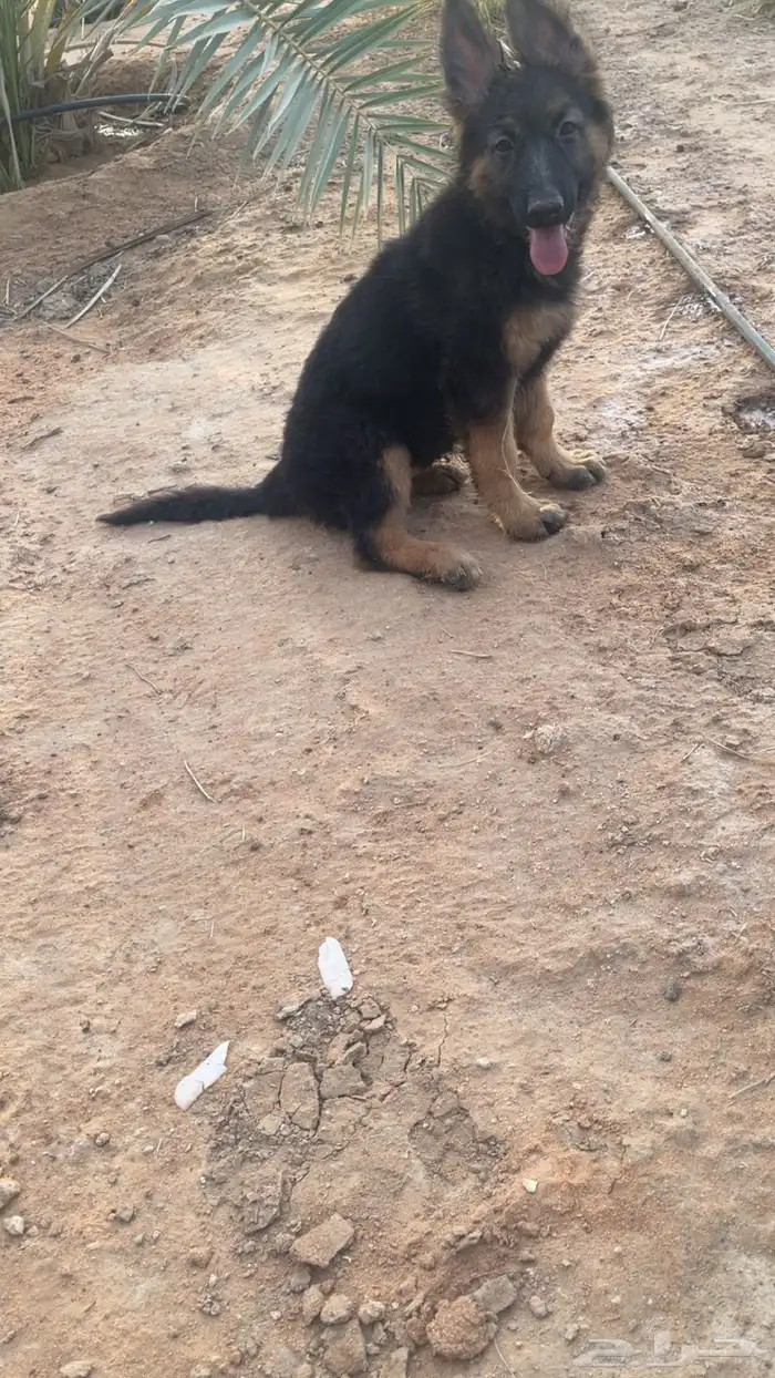 كلب جيرمن شيبرد انثى تم البيع خارج الموقع 1