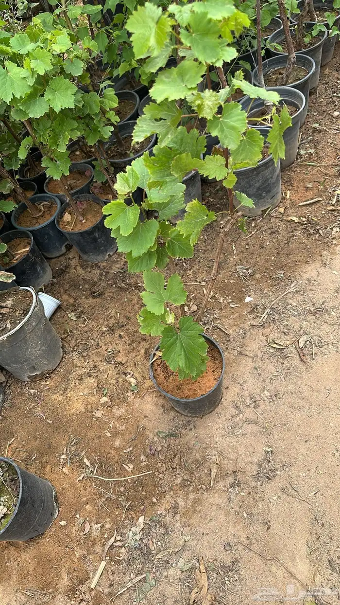 تنسيق حدائق زراعة شتلات شتلات زينه أشجار زينة .أشجار ظل 17