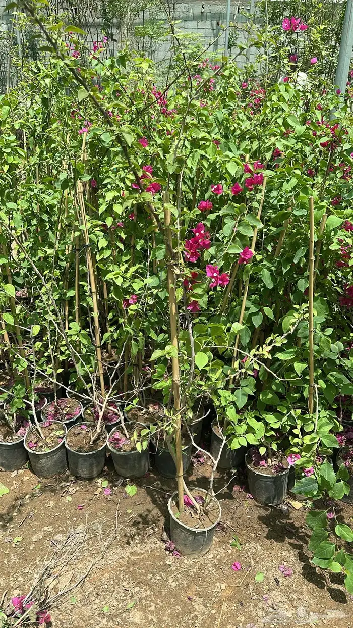 تنسيق حدائق زراعة شتلات شتلات زينه أشجار زينة .أشجار ظل 4