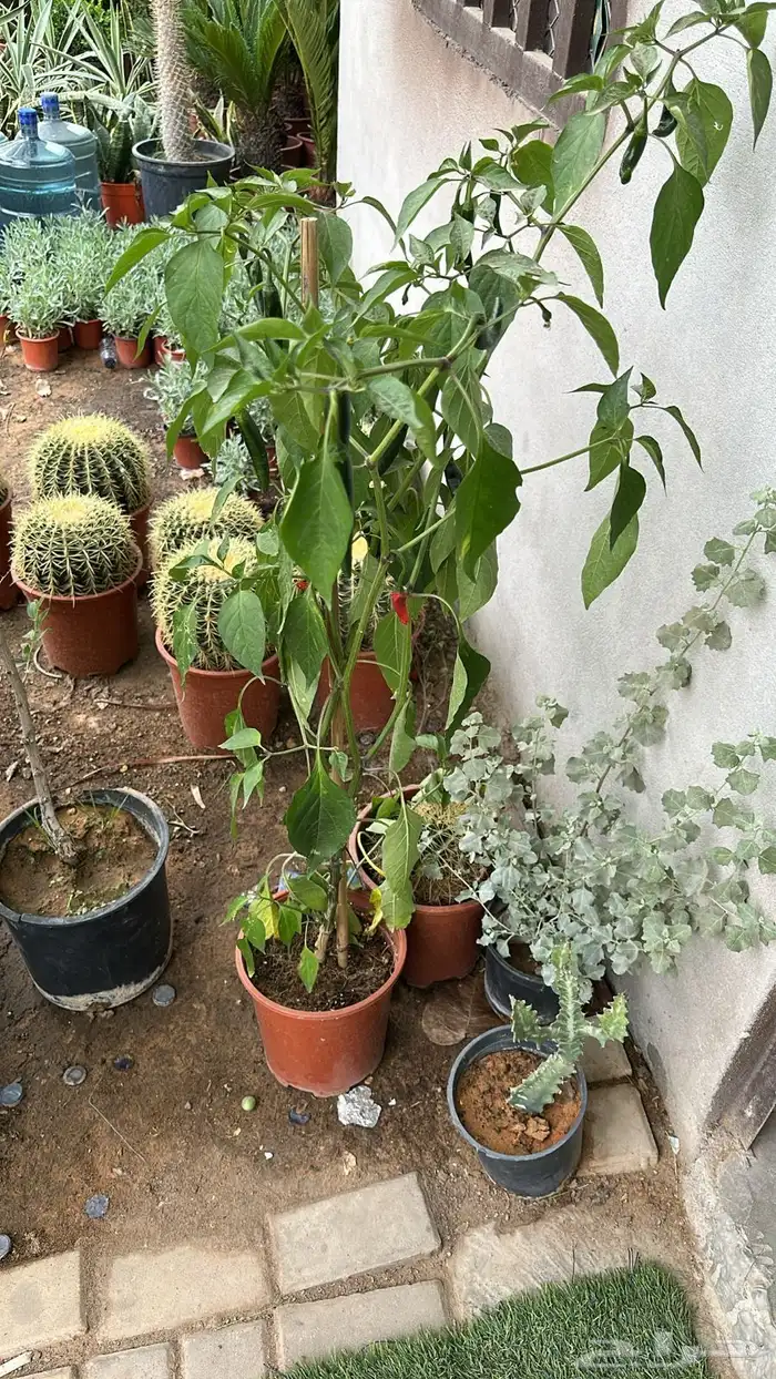 تنسيق حدائق زراعة شتلات شتلات زينه أشجار زينة .أشجار ظل 13