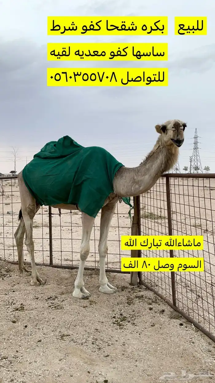 الابل 0
