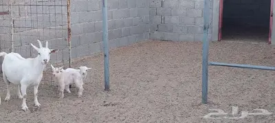 عنز قزمية معها جفرة و تيس . 6