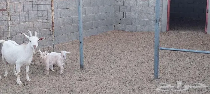 عنز قزمية معها جفرة و تيس . 6