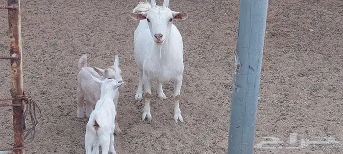 عنز قزمية معها جفرة و تيس . 3