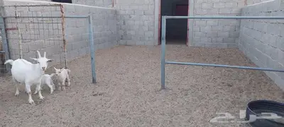 عنز قزمية معها جفرة و تيس . 5
