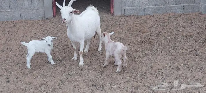 عنز قزمية معها جفرة و تيس . 0