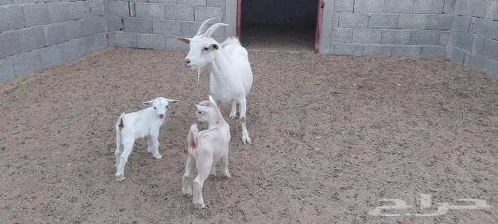 عنز قزمية معها جفرة و تيس . 2