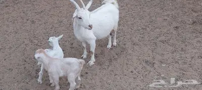 عنز قزمية معها جفرة و تيس . 1