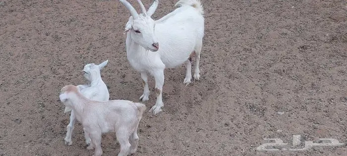 عنز قزمية معها جفرة و تيس . 1