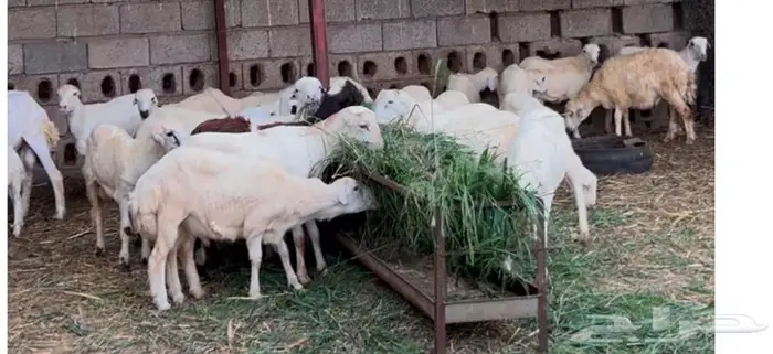 خرفان اضاحي طيبه للبيع 1