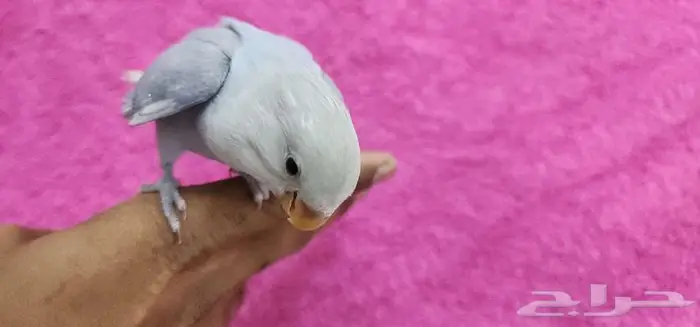 ببغاء روز هدد اليف 4