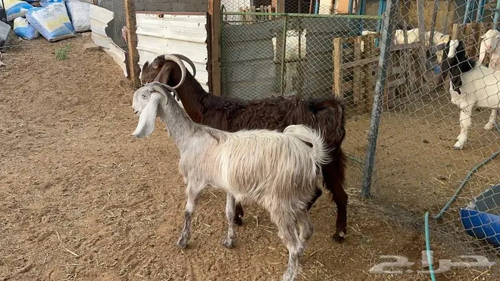 حيل للبيع 3
