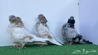 فحول كشكشي كريمي وبلوبار 4