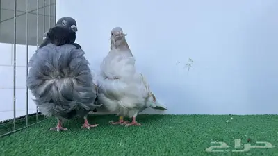 فحول كشكشي كريمي وبلوبار 3